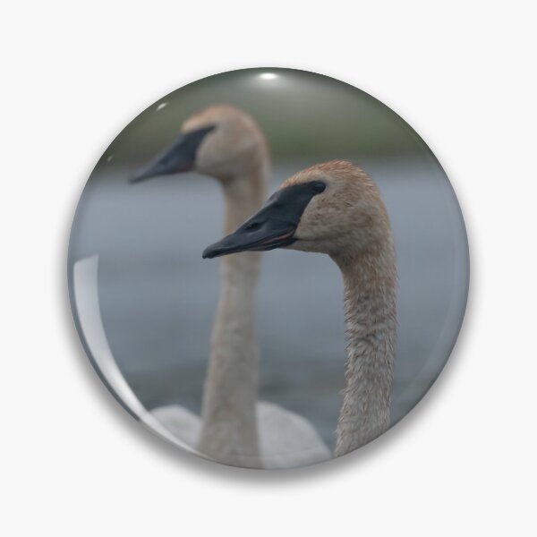 Item preview, Trumpeter Swans on Gile Flowage in Northern Wisconsin designed and sold by Steven Holt.