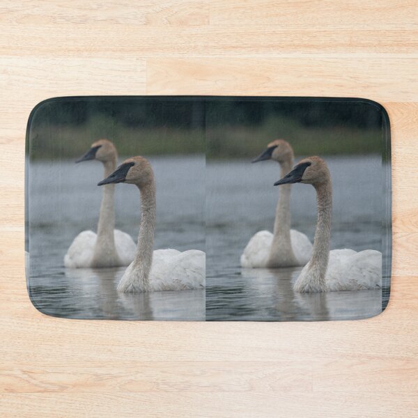 Item preview, Trumpeter Swans on Gile Flowage in Northern Wisconsin designed and sold by Steven Holt.