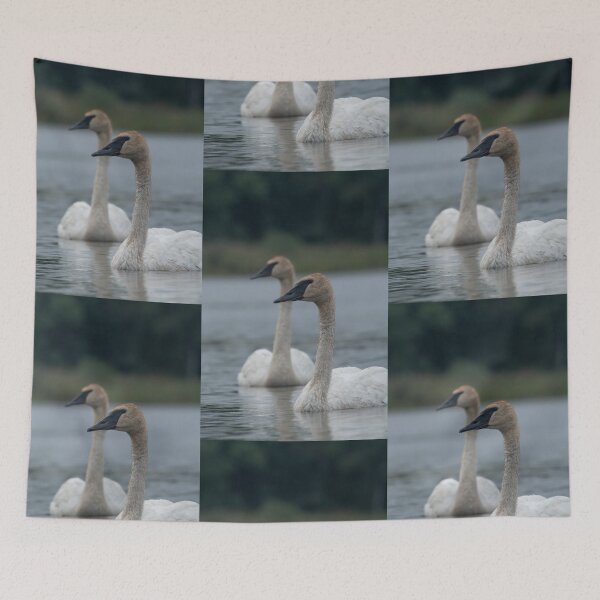 Item preview, Trumpeter Swans on Gile Flowage in Northern Wisconsin designed and sold by Steven Holt.