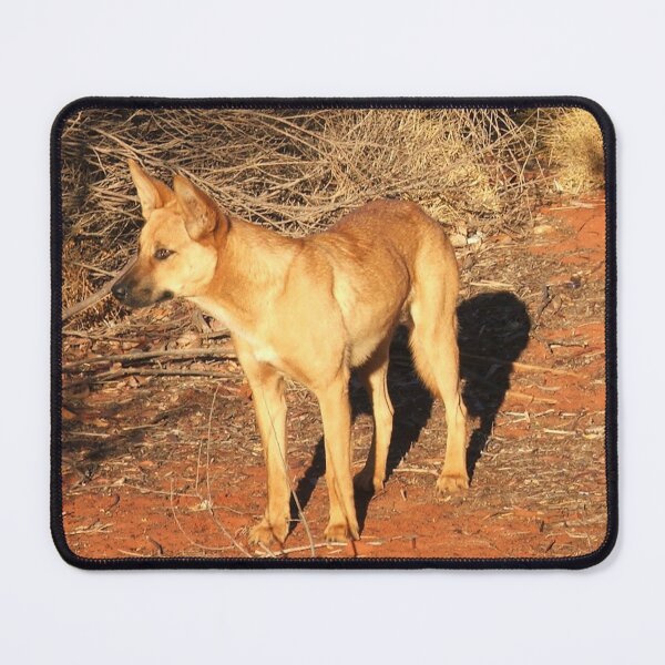 Item preview, Ringo the Dingo designed and sold by Rosdenphoto.