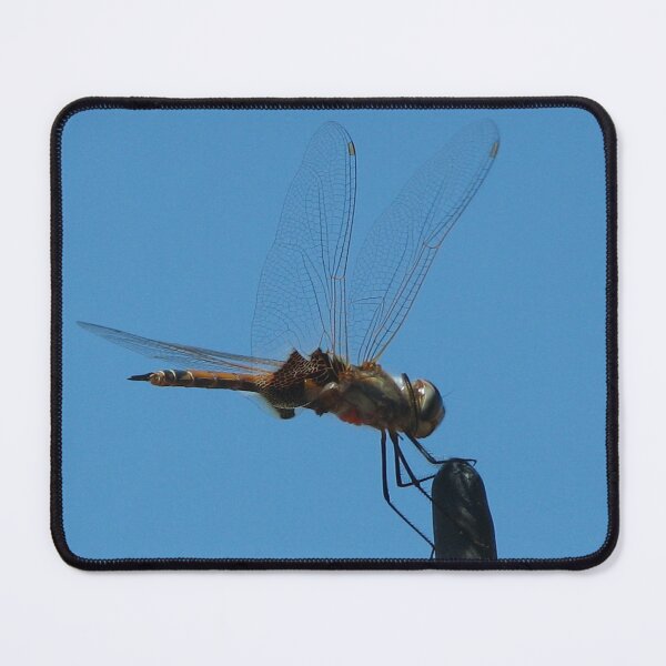 Item preview, Dragon Fly designed and sold by Rosdenphoto.