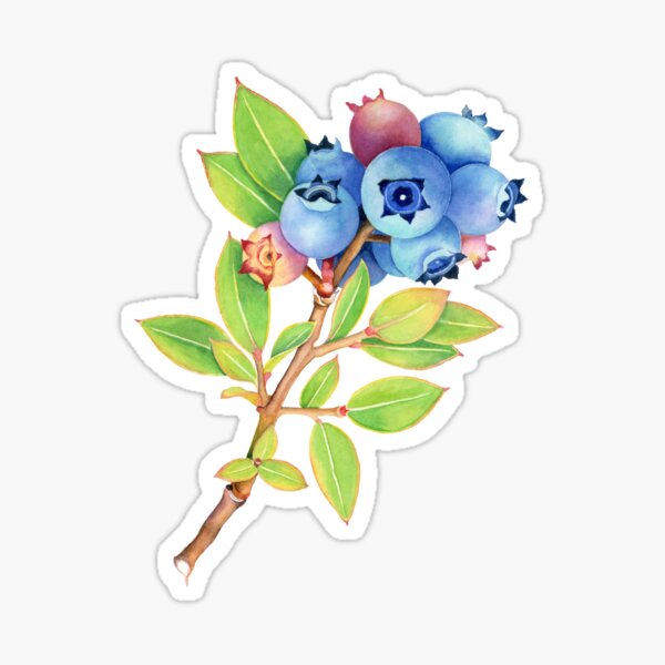 Wild Maine Blueberries Sticker