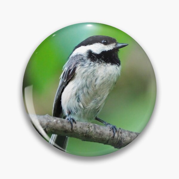 Item preview, Black-capped Chickadee Perched On A Branch designed and sold by BackyardBirder.
