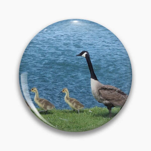 Item preview, Canada Geese and Gosling Family - Wild Canada Goose Bird designed and sold by BackyardBirder.
