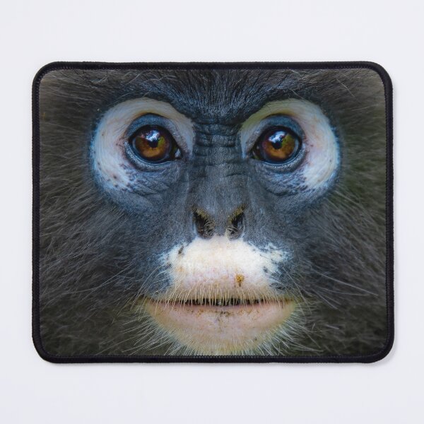 Item preview, A portrait of a Dusky leaf monkey at Penang Hill Biosphere Reserve designed and sold by David ST Loh Images.