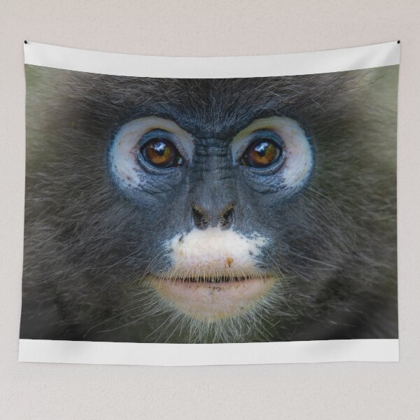 Item preview, A portrait of a Dusky leaf monkey at Penang Hill Biosphere Reserve designed and sold by David ST Loh Images.