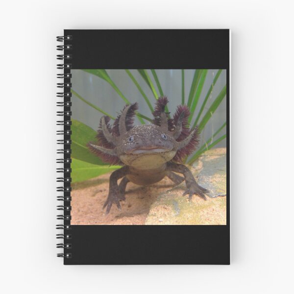 Item preview, Smiling Axolotl! (Wild Type) Framed Art Print designed and sold by MyArtYourWorld.