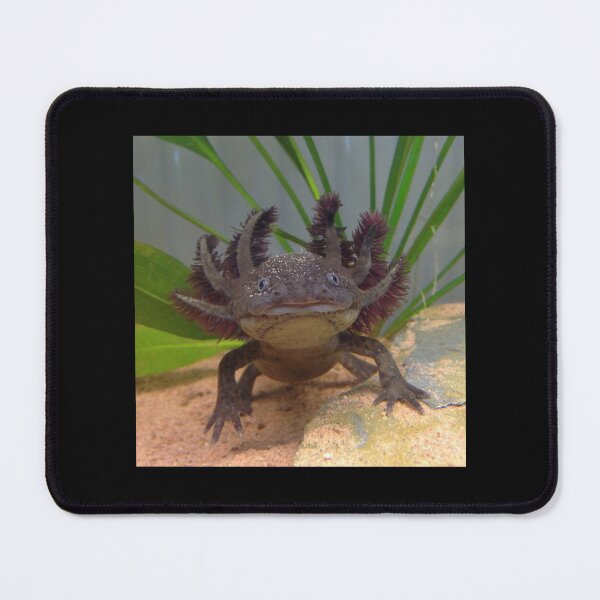 Item preview, Smiling Axolotl! (Wild Type) Framed Art Print designed and sold by MyArtYourWorld.