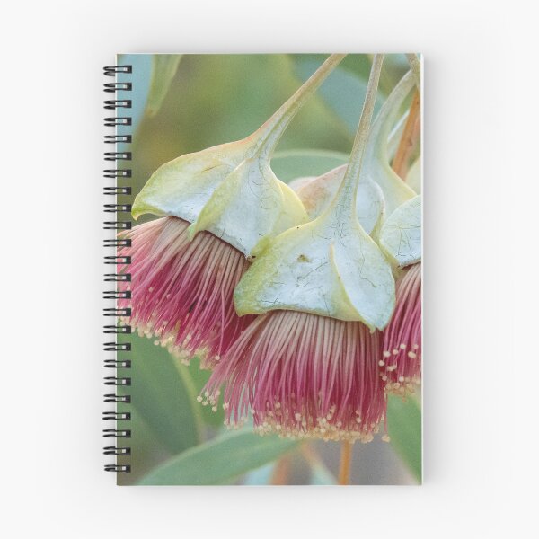 Item preview, Four-winged Mallee designed and sold by SallyB.Photography.