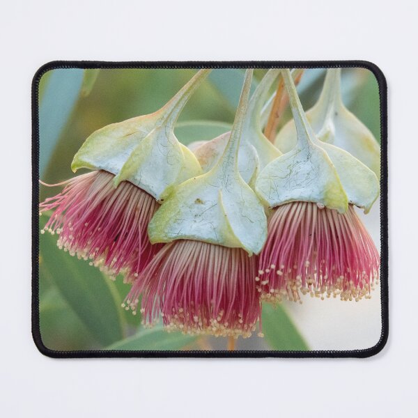 Item preview, Four-winged Mallee designed and sold by SallyB.Photography.