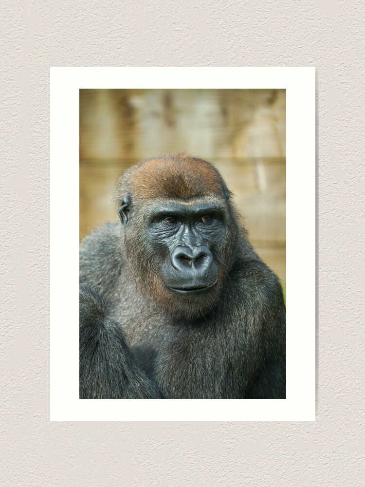 Gorilla Lope's Grin Throw Pillow for Sale by rawshutterbug