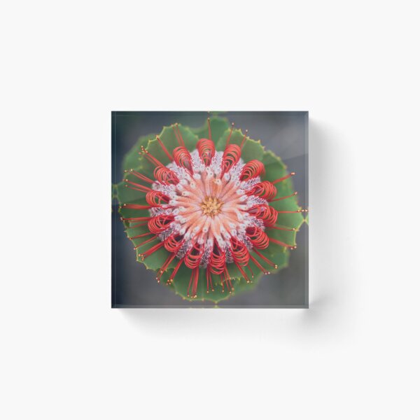 Item preview, Scarlet Perfection designed and sold by SallyB.Photography.