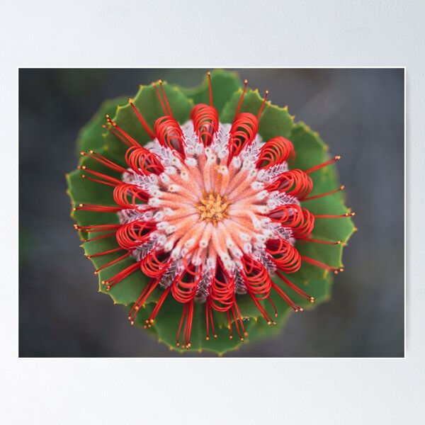 Item preview, Scarlet Perfection designed and sold by SallyB.Photography.