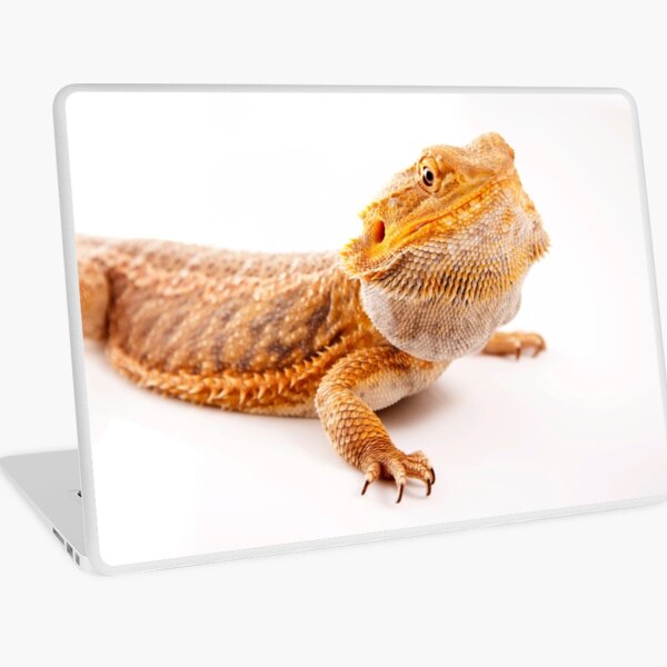 Central Bearded Dragon - Pogona vitticeps Laptop Skin