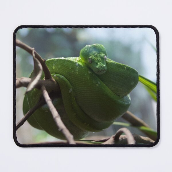 Item preview, Green Tree Python designed and sold by smh2.
