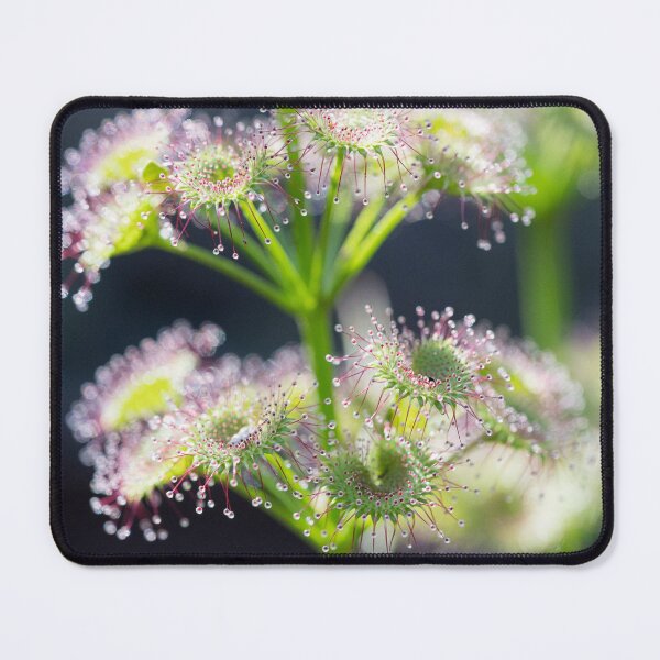 Item preview, Sundew Sparkles designed and sold by SallyB.Photography.