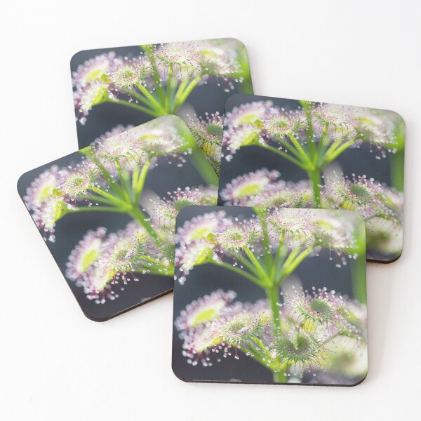 Item preview, Sundew Sparkles designed and sold by SallyB.Photography.