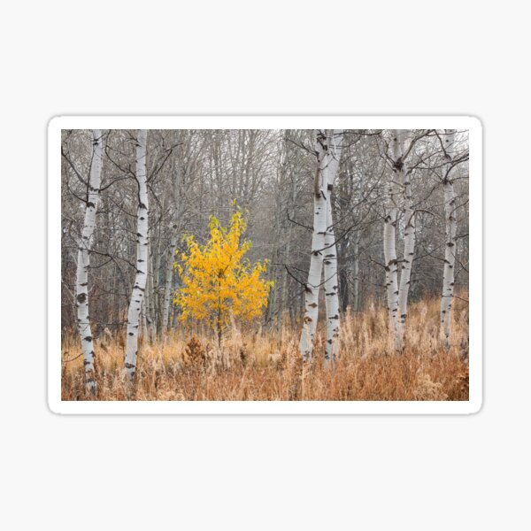 Fall Tree with Aspens Sticker