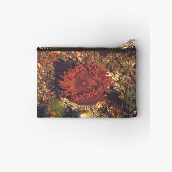 Item preview, Beadlet Anemone designed and sold by Jon Lees.