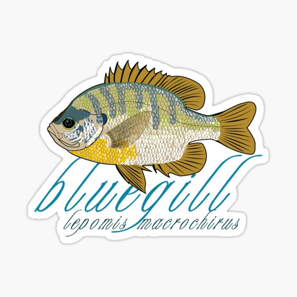 bumper vinyl stickers C005 BLUEGILL BLUEGILLS SUNFISH FISH 2 right & left 