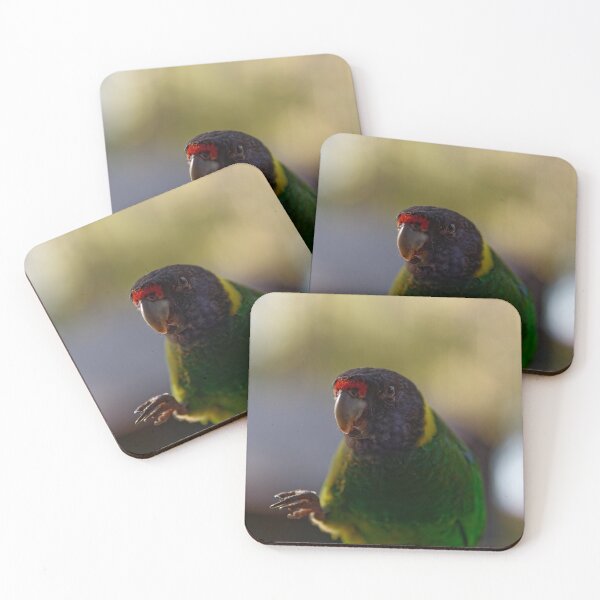 Item preview, Australian ringneck parrot eating designed and sold by hendrikspix.