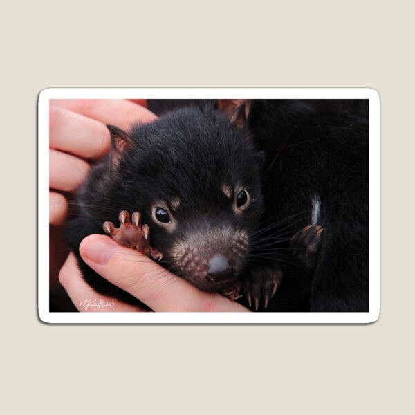 this baby tasmanian devil and his keeper are the best friends ever