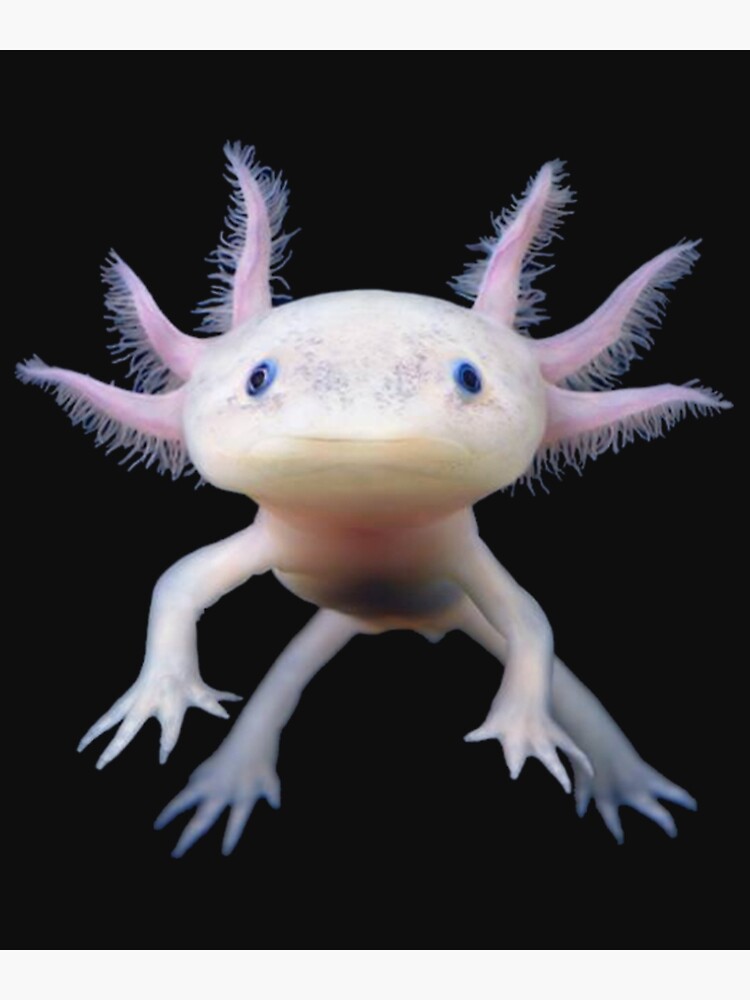 Discover Axolotl Premium Matte Vertical Poster