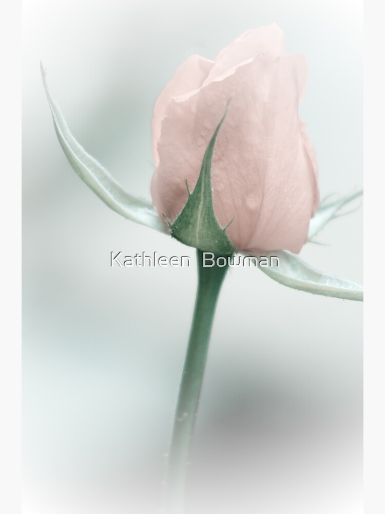 Pastel Rosebud by KathleenBowman