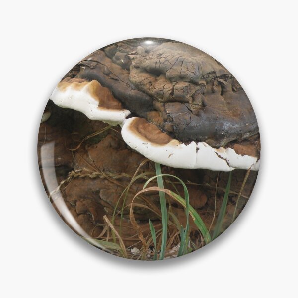 Item preview, Brown and White Bracket Fungus designed and sold by naturegallery.