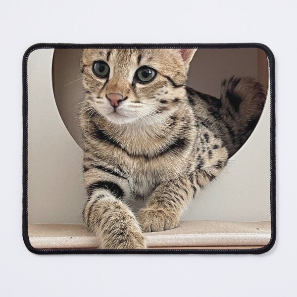 Item preview, Hello Meaw designed and sold by MariasIdeas4U.