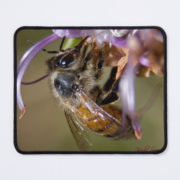 Item preview, Busy Bee (2) designed and sold by Wolf Sverak Photography.