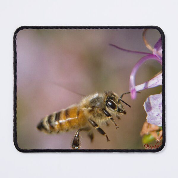 Item preview, Busy Bee (4) designed and sold by Wolf Sverak Photography.