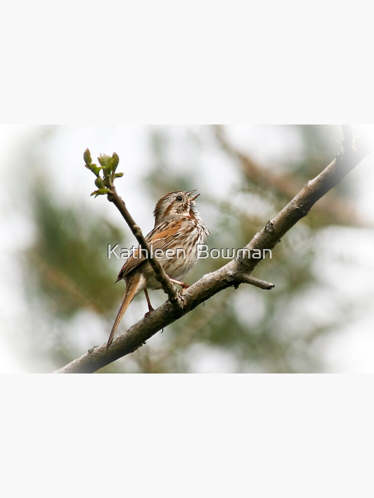Song Sparrow by KathleenBowman
