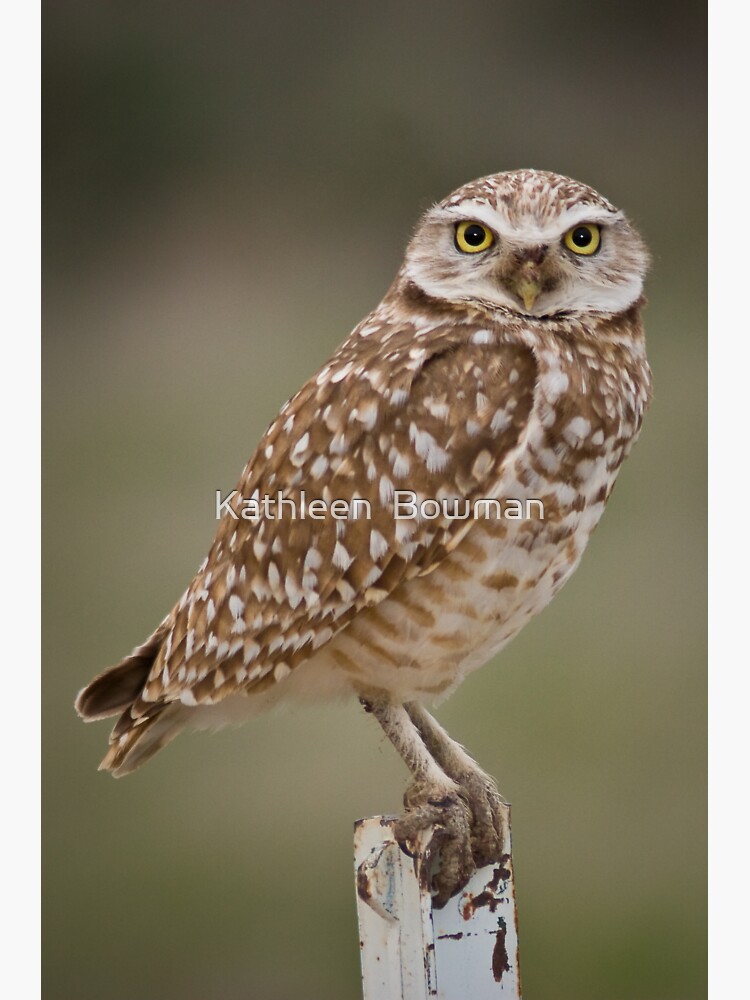 Burrowing Owl Portrait by KathleenBowman