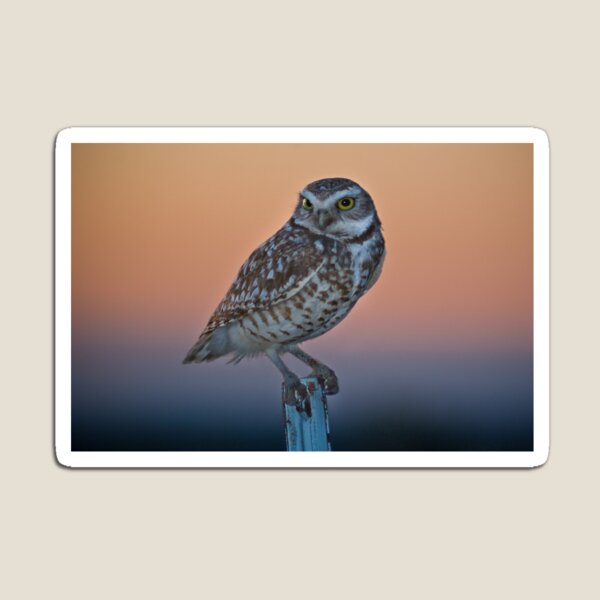 Burrowing Owl at Dusk Magnet