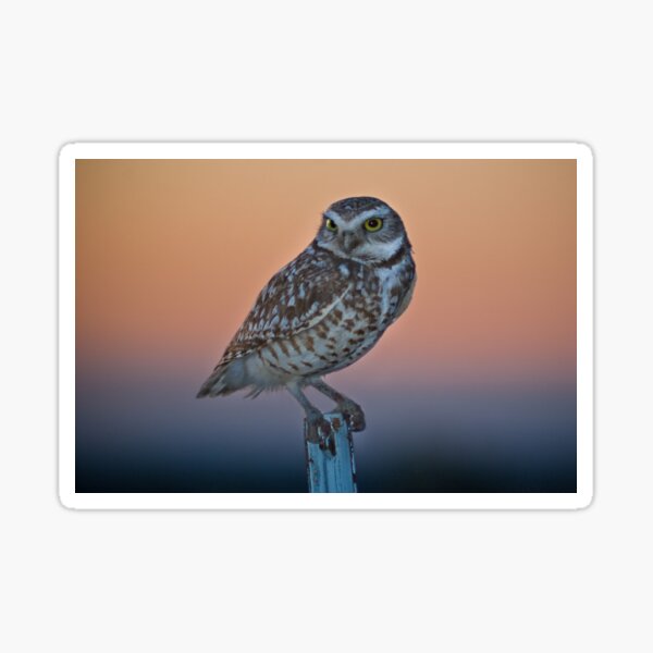 Burrowing Owl at Dusk Sticker