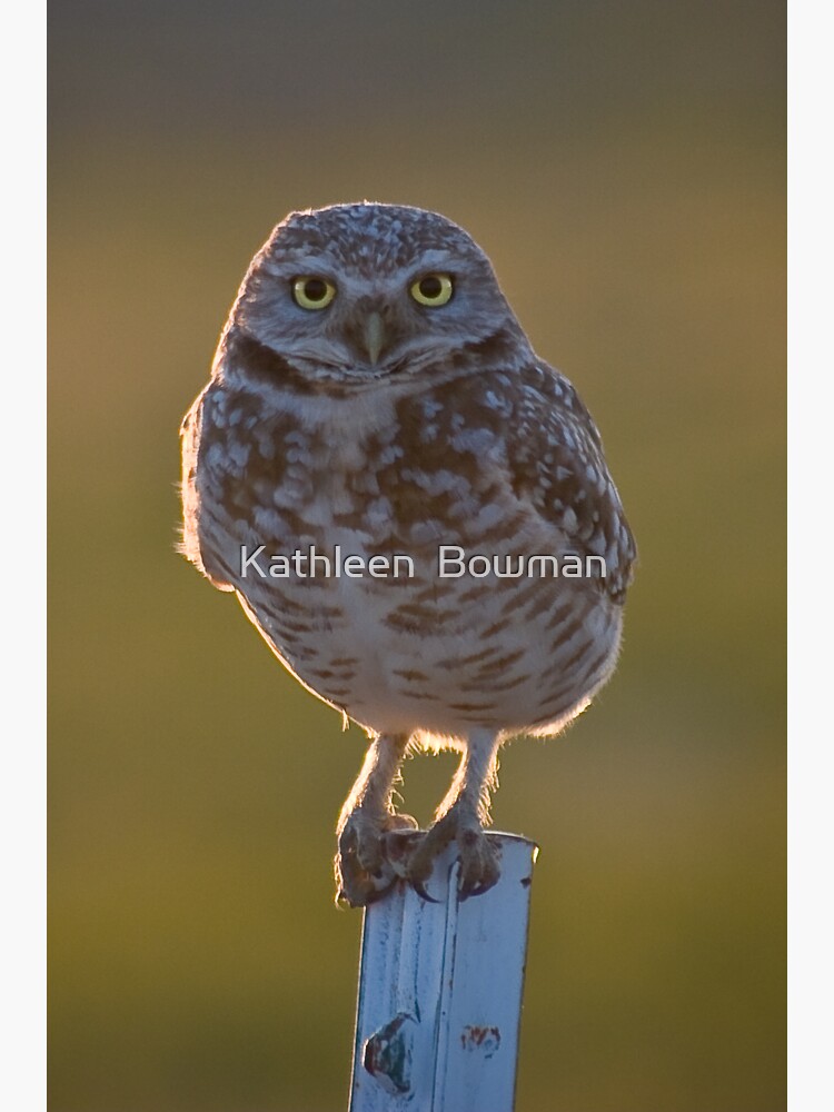 Burrowing Owl at sunset by KathleenBowman
