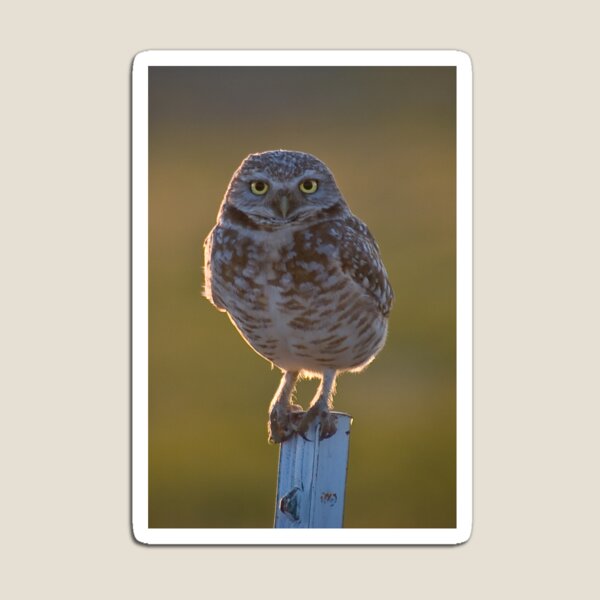 Burrowing Owl at sunset Magnet