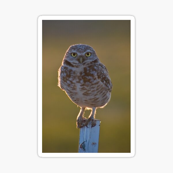 Burrowing Owl at sunset Sticker