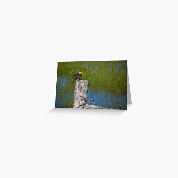 Blackbird Greeting Card