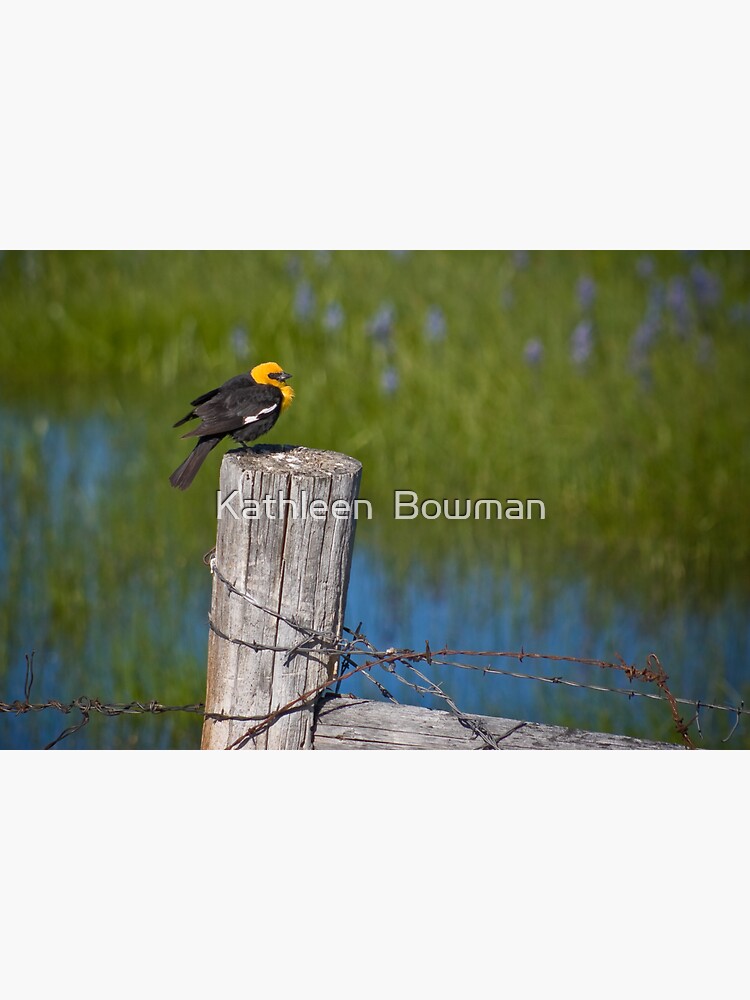 Blackbird by KathleenBowman
