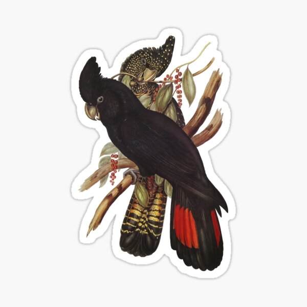 Item preview, Red Tailed and Yellow Tailed Black Cockatoo designed and sold by PaperParrot.