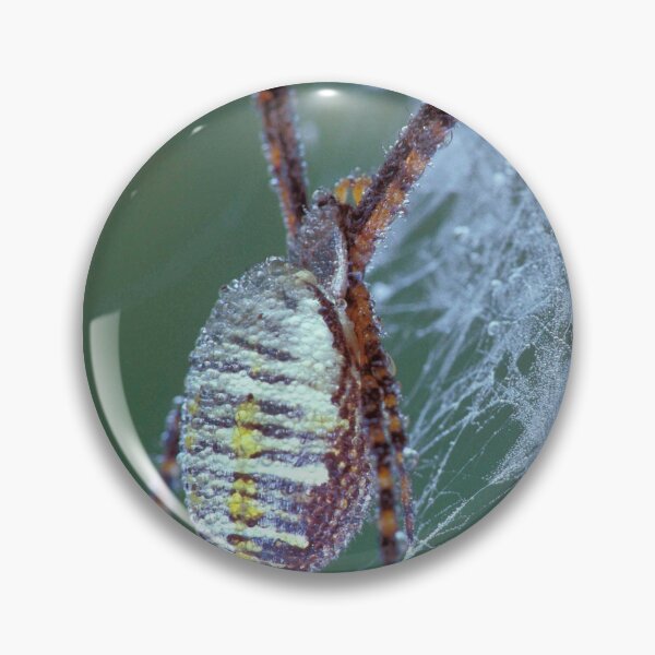 Item preview, Dew Covered Banded Garden Spider designed and sold by Bill Spengler's Photographic Thoughts.