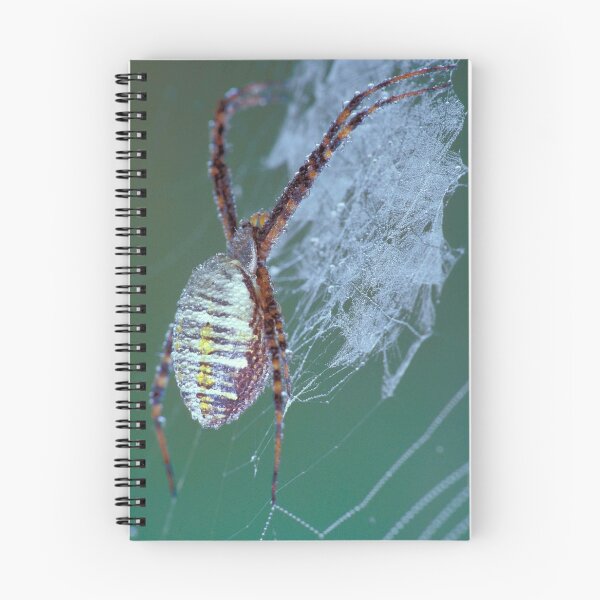 Item preview, Dew Covered Banded Garden Spider designed and sold by Bill Spengler's Photographic Thoughts.