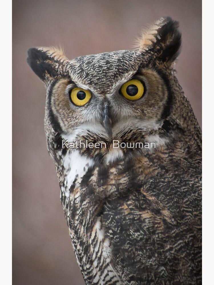 Great Horned Owl Portrait by KathleenBowman