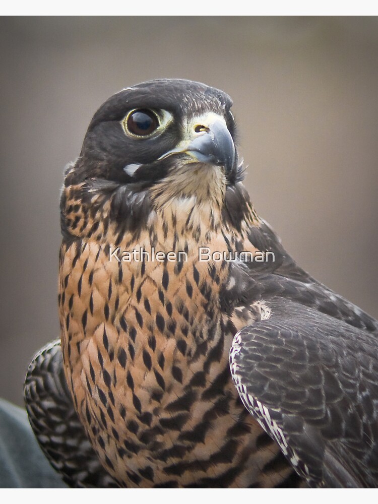 Peregrine Falcon Portrait by KathleenBowman