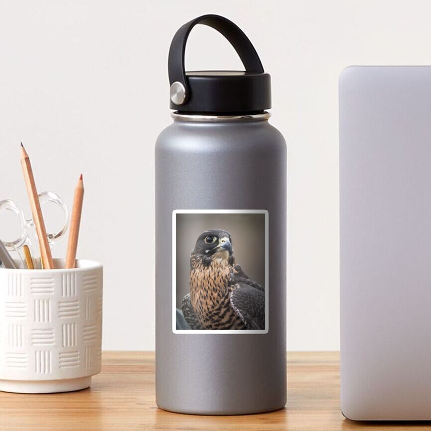 Peregrine Falcon Portrait Sticker