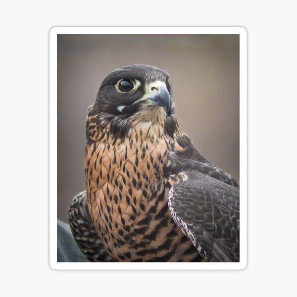 Peregrine Falcon Portrait Sticker