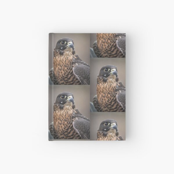 Peregrine Falcon Portrait Hardcover Journal