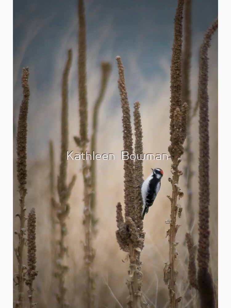 Downy Woodpecker by KathleenBowman